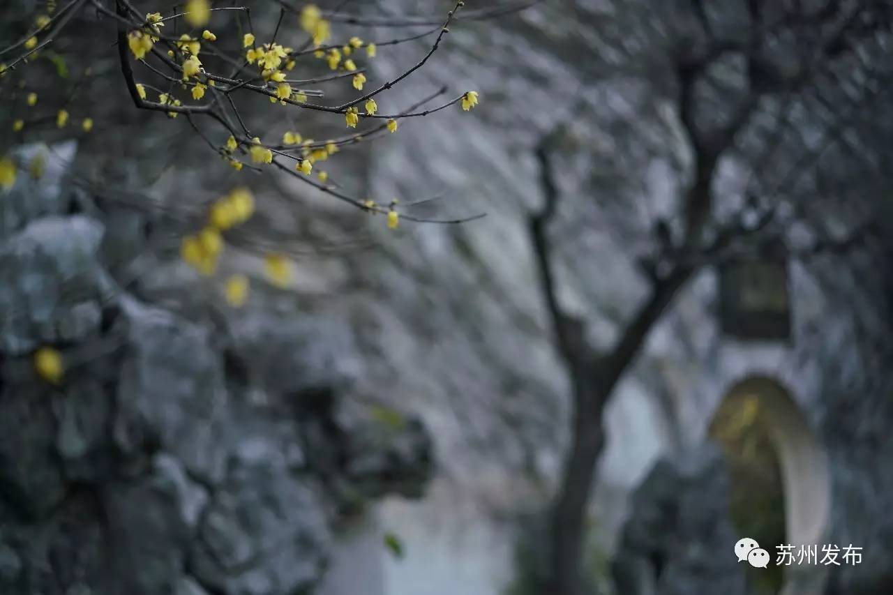 网师园里访腊梅:香密染成宫样黄……