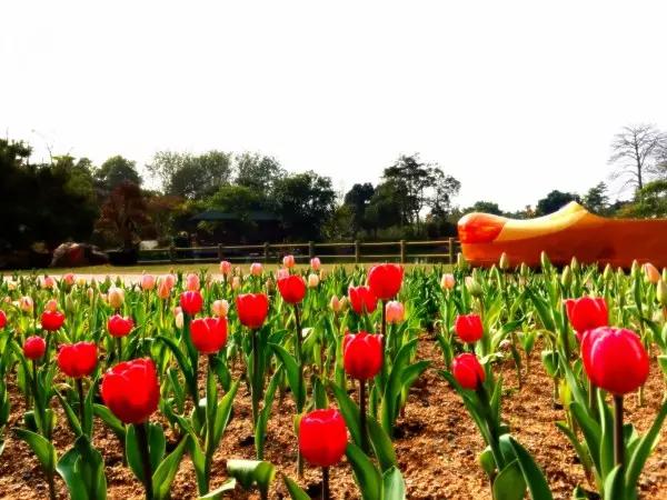 从东莞出发,不到两小时,就可以感受到靓爆灯的童话世界！