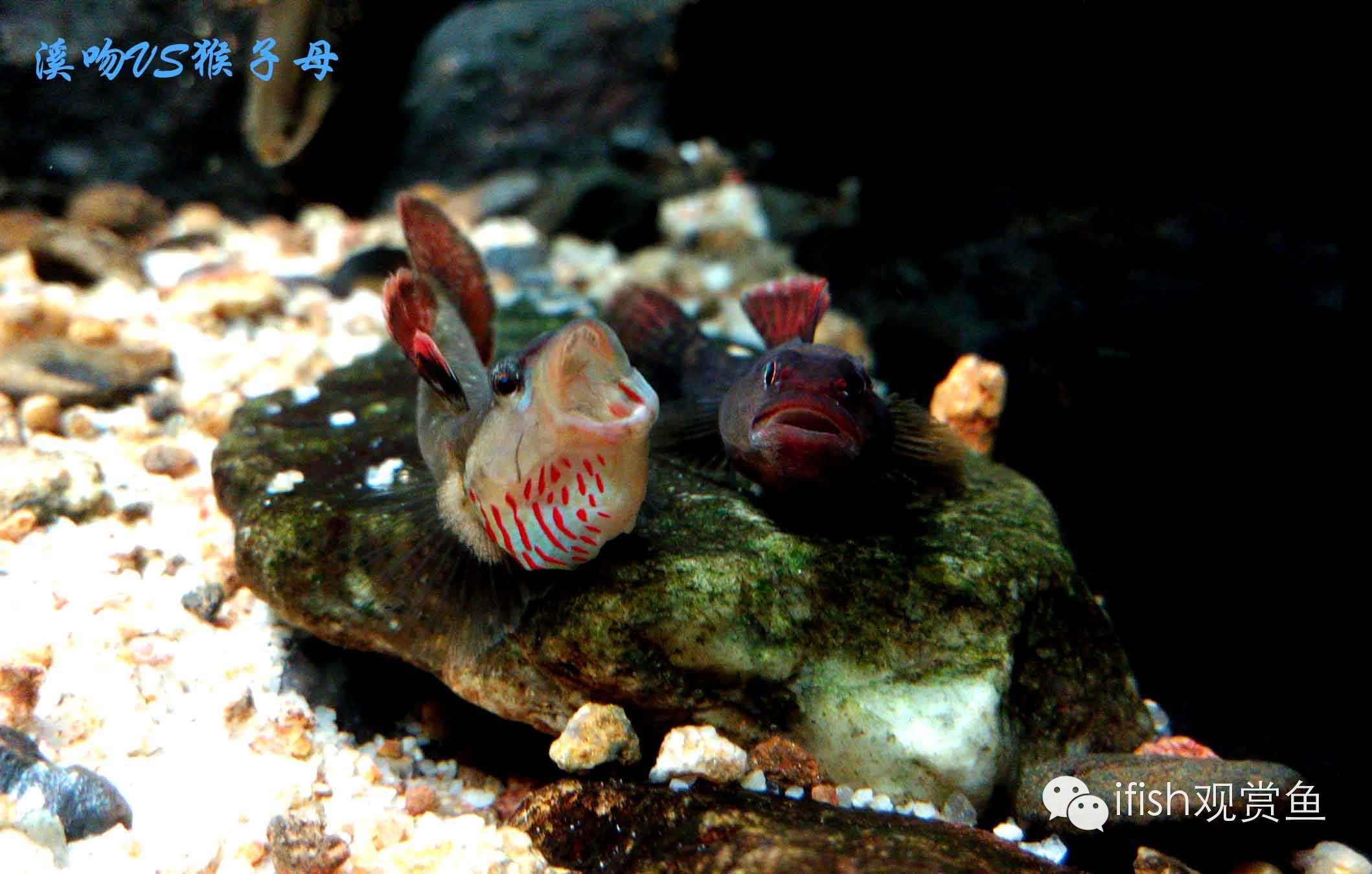 大圣年,大圣过年放鞭炮