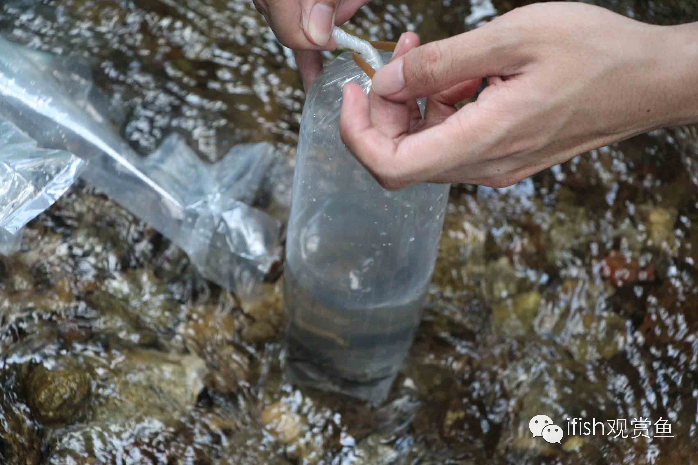大圣年,大圣过年放鞭炮