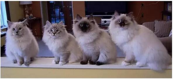 布偶猫美,布偶猫好美