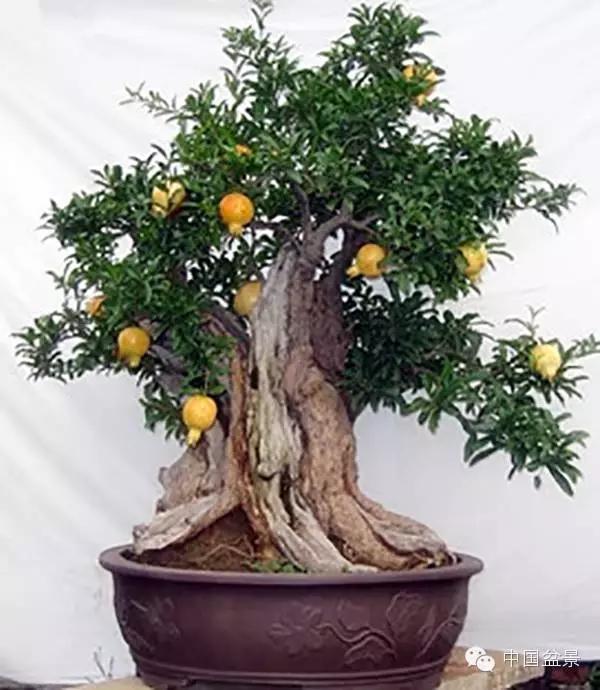 一株盆景60万元,石榴盆景100种图片