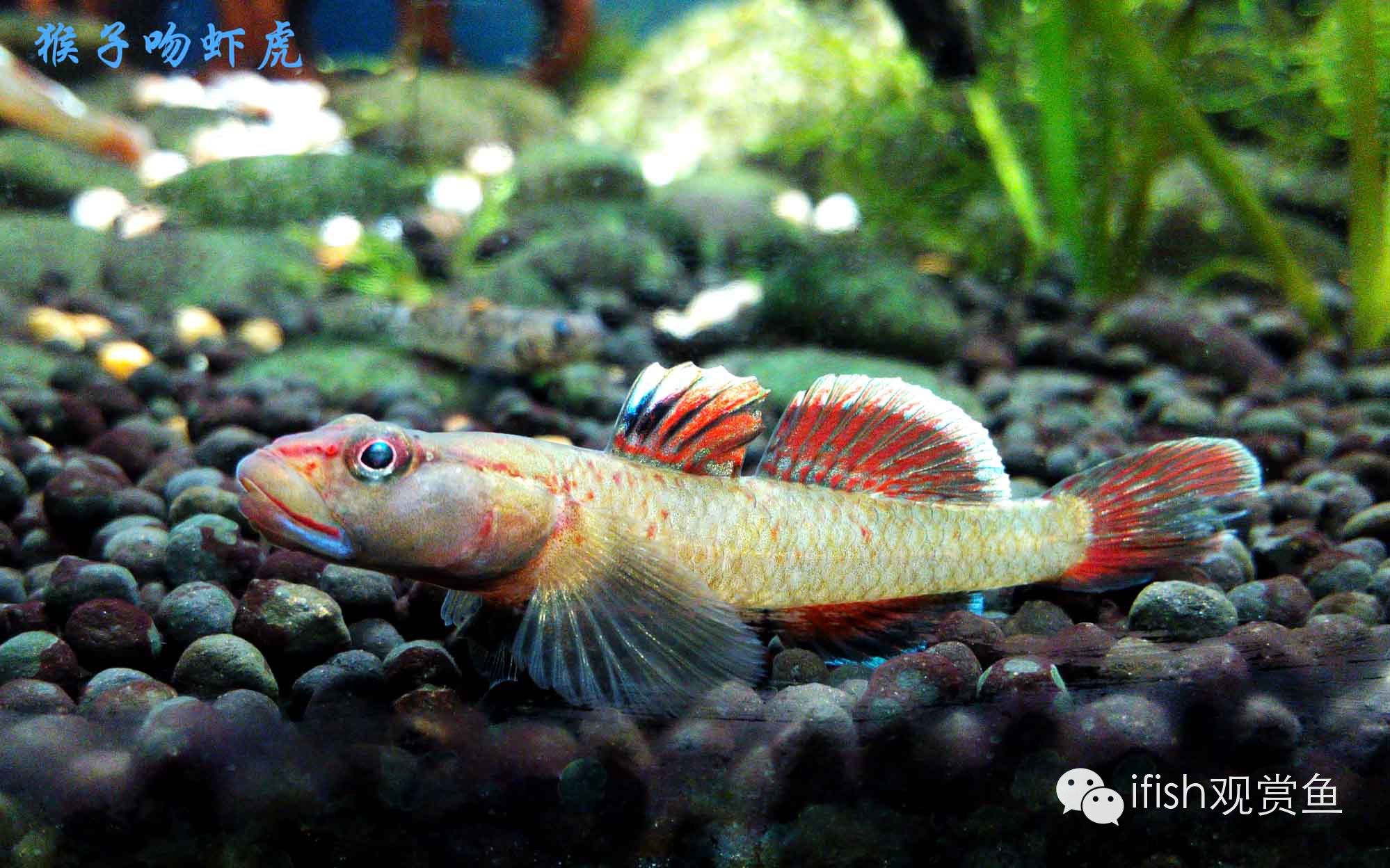 大圣年,大圣过年放鞭炮