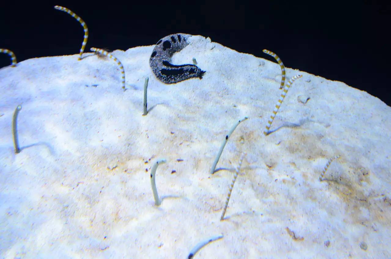 新加坡旅游攻略自由行圣淘沙,新加坡圣淘沙游玩攻略亲子