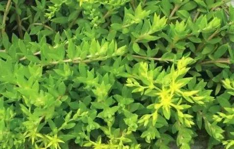 云南人再贵也要吃野生菌,云南人吃饭奢侈