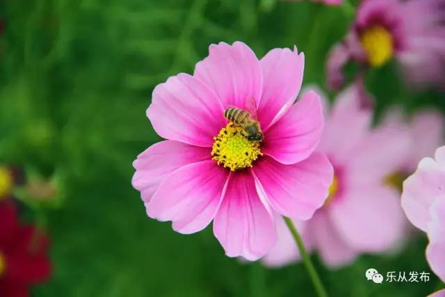 您好，2017年｜阳光灿烂，花果飘香，迎新年这些地方你不得不去！