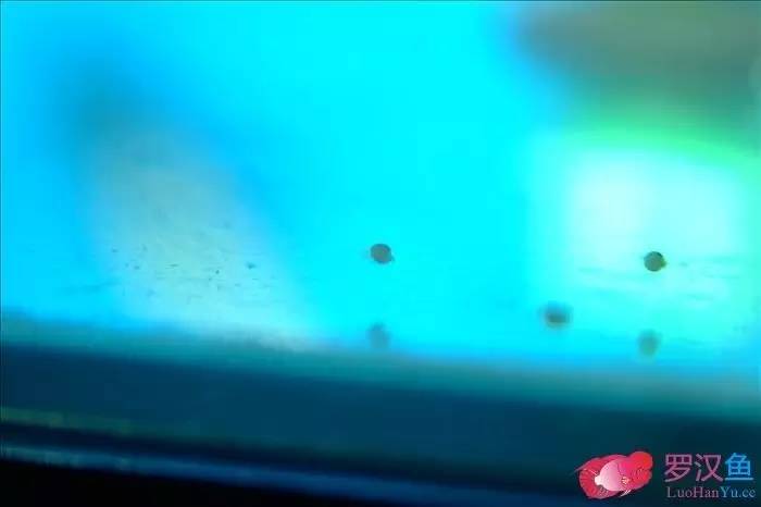 罗汉参的繁殖方法,罗汉鱼怎么养起头