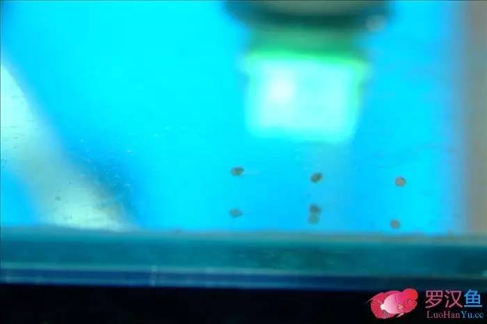 罗汉参的繁殖方法,罗汉鱼怎么养起头