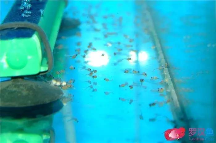 罗汉参的繁殖方法,罗汉鱼怎么养起头