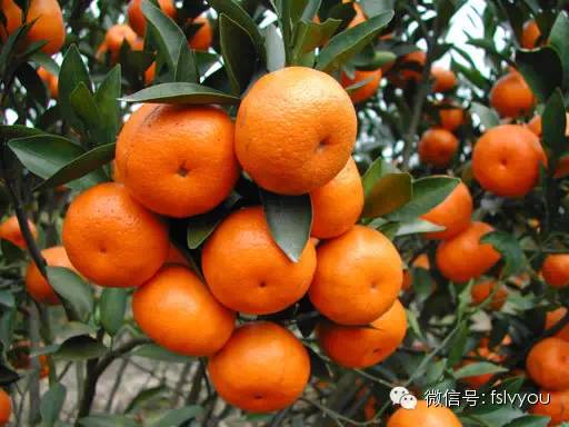 您好，2017年｜阳光灿烂，花果飘香，迎新年这些地方你不得不去！