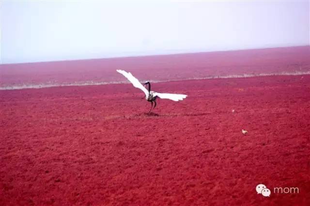 中国十四天旅行攻略 (顺着24节气游遍中国)