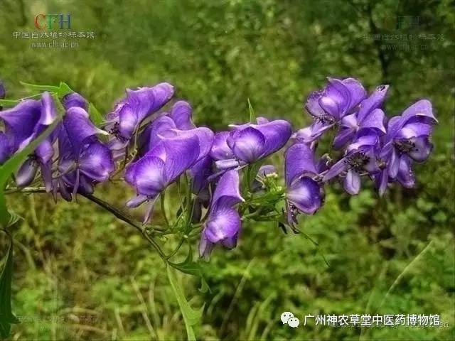 中药的中毒反应时间,吃中药中毒如何处理