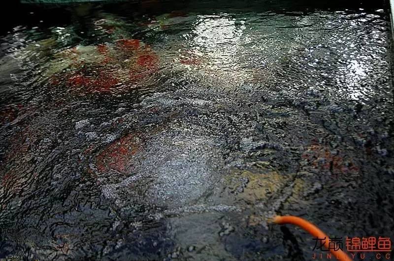 锦鲤春季养殖管理注意事项,锦鲤过冬的正确方法