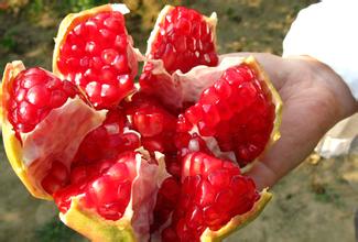 突尼斯软籽石榴正宗苗,突尼斯软籽石榴什么时候开花结果