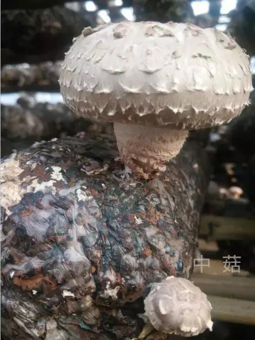 可以多挣钱的卖菇经，读懂了，你的香菇可以卖个好价钱！