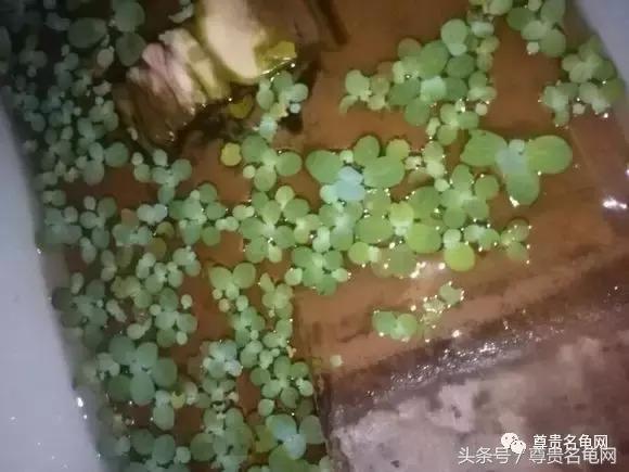 懒人养龟有诀窍，泥水生态养殖就是那么简单！