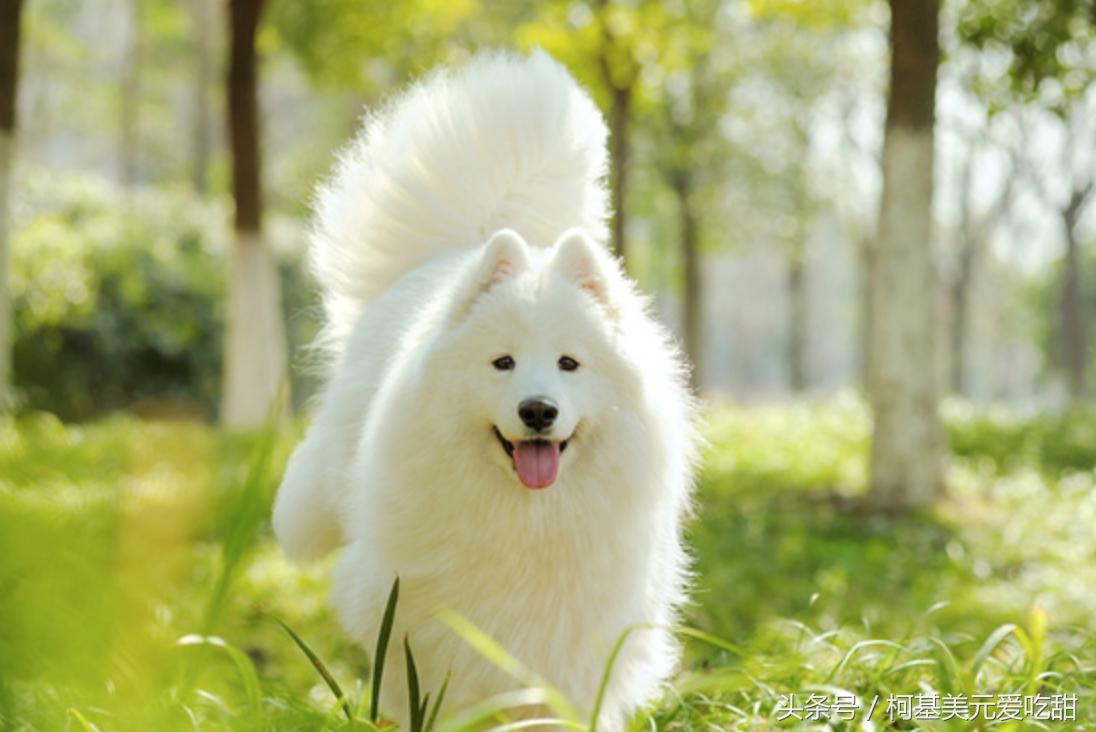 十二星座狗,十二星座专属宠物