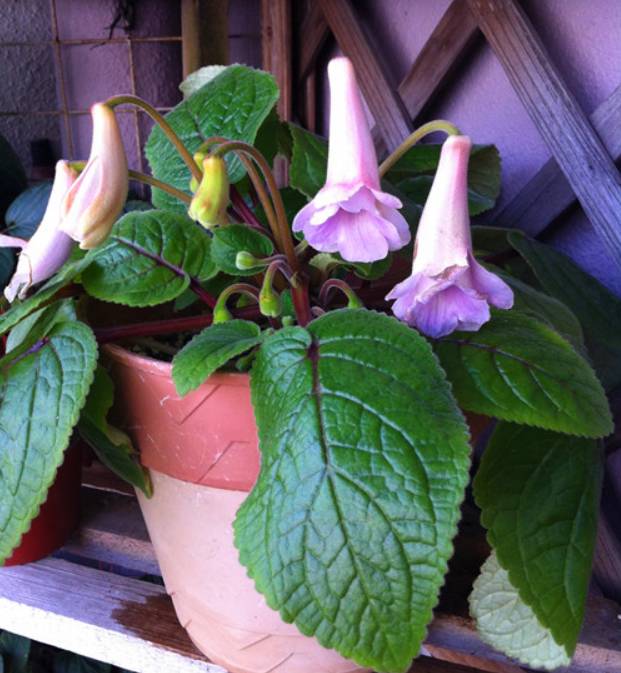 这些花越养越值钱,这些花比绿萝还好养