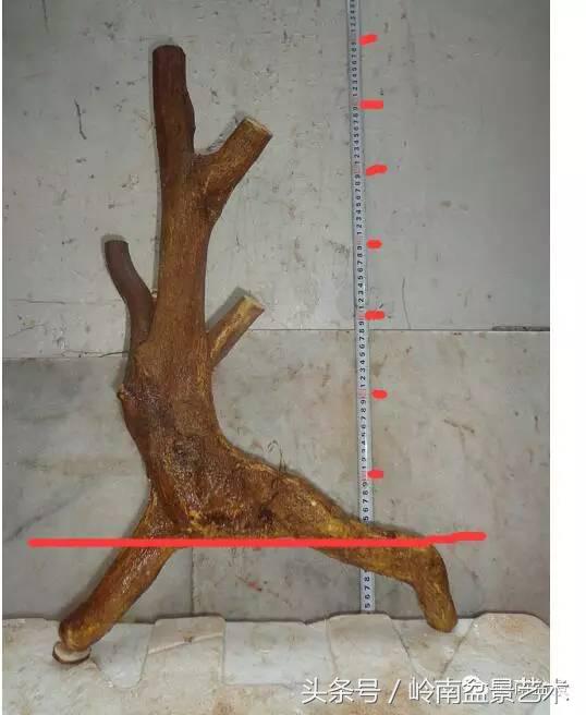 请厚爱你的野生树桩
