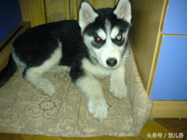 哈士奇流鼻涕怎么回事,两个多月哈士奇流脓鼻涕