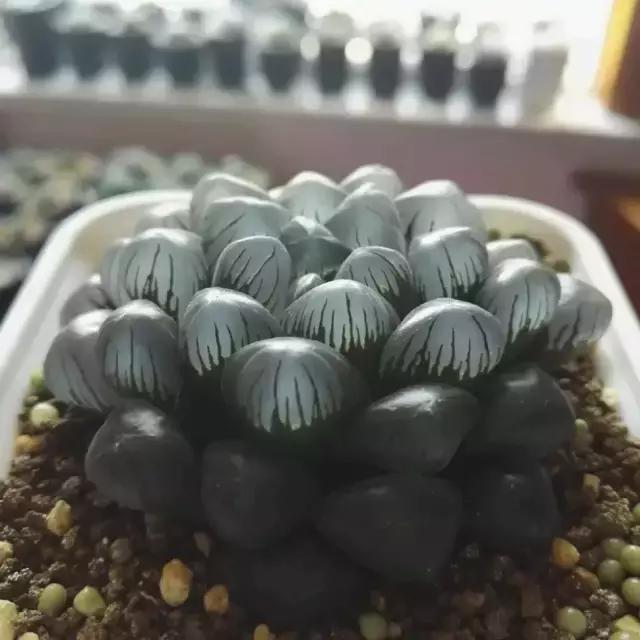 能抵御辐射的植物,最好的防辐射植物