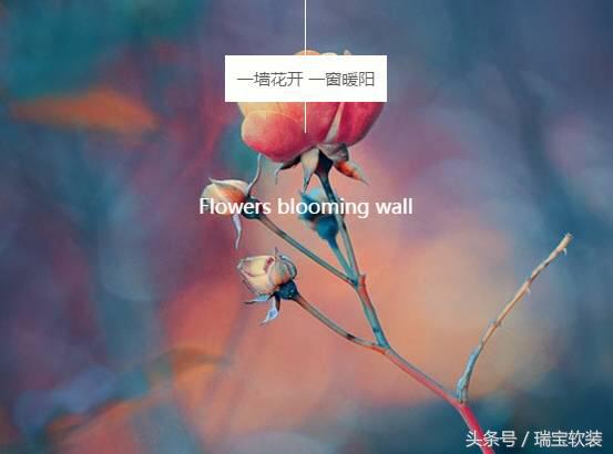 一墙花开满园香小院唯美图片,一墙花开一院芬芳美句