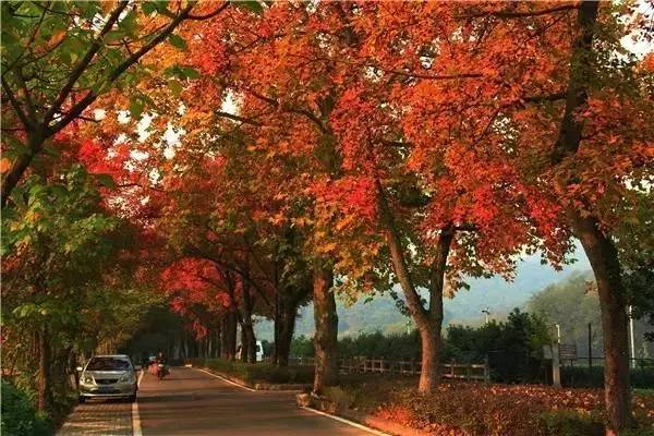 是一年的苗好还是二年的苗好,未来几年苗木行情哪种苗有市场