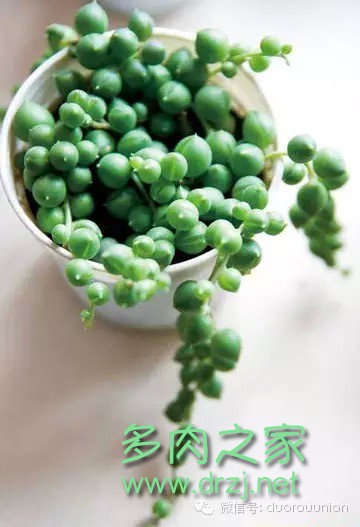 多肉植物鸡蛋碧桃的养护方法,多肉植物夏天在室内如何养护