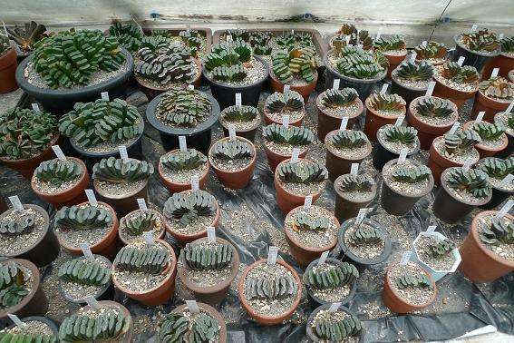 鏃ユ湰鐜夐湶澶氳倝澶ф,浠庡鑲夊ぇ妫氶噷璺戝嚭鏉ョ殑澶氳倝