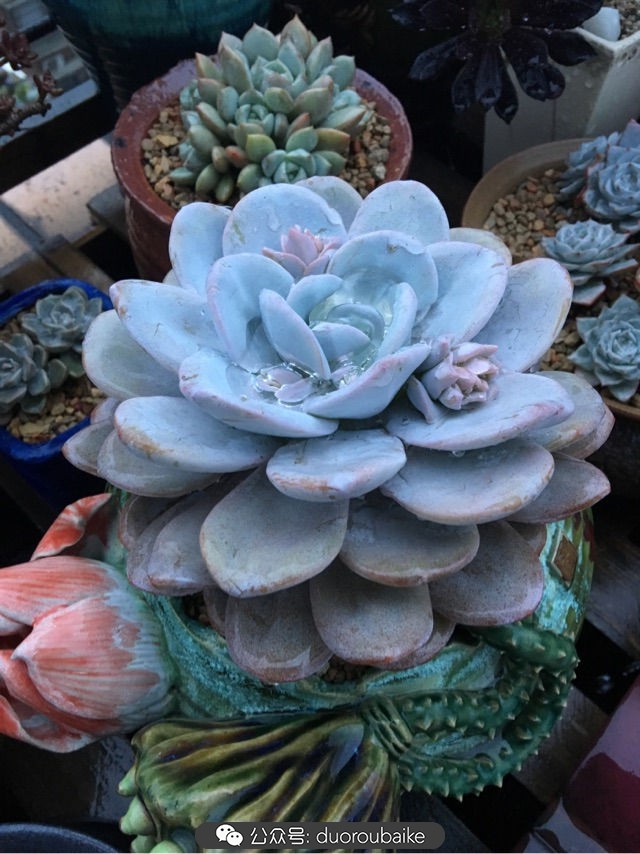 寒风中越发美丽的多肉,冬季暖阳下的多肉