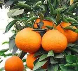 蒲江耙耙柑啥时候采摘最好,现在蒲江县耙耙柑产地行情走势