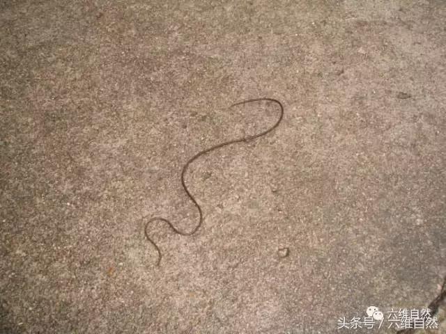 铁线虫有哪些秘密,铁线虫最怕的克星是蚯蚓