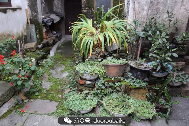 古镇寻肉记:那些旅行中遇见的植物!