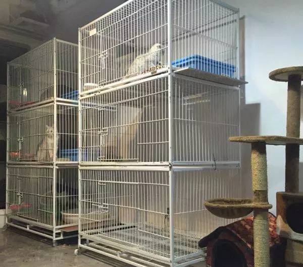 寄养什么宠物便宜,什么寄养中心最好