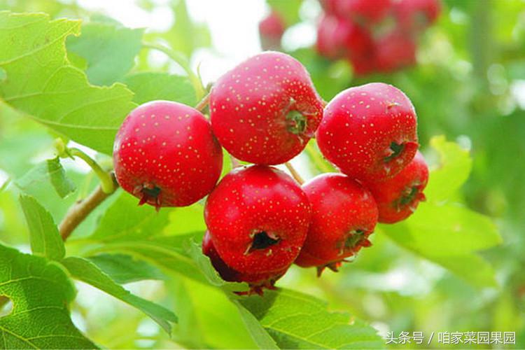 全国各地特产测评之河北篇,中国特产农产品大全