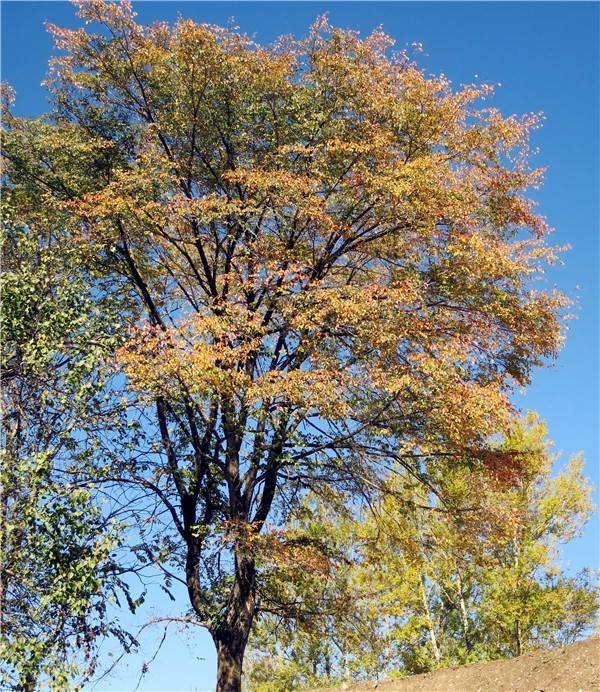 是一年的苗好还是二年的苗好,未来几年苗木行情哪种苗有市场