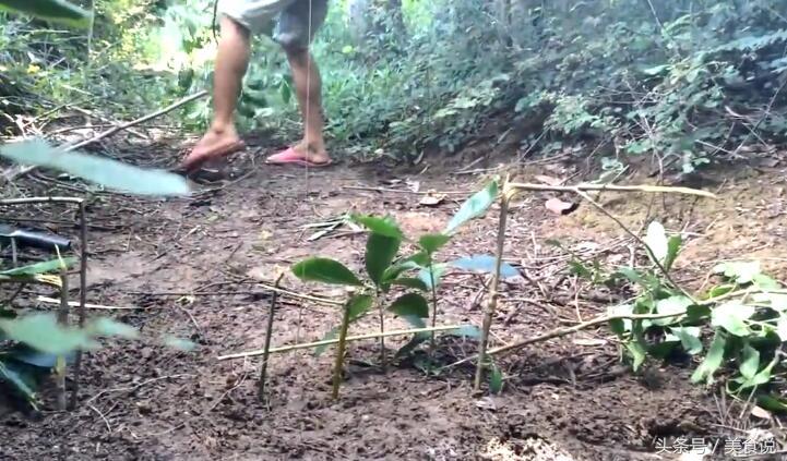 农村里的人是这样抓野鸡的，用细竹竿做陷阱很好用