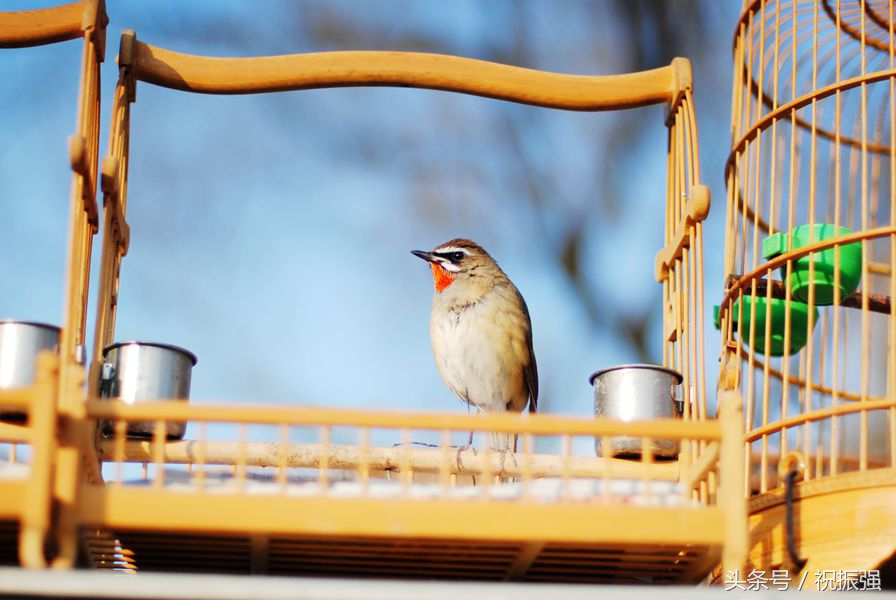 北京十大花鸟鱼虫市场,北京官园花鸟鱼虫市场现在开放吗