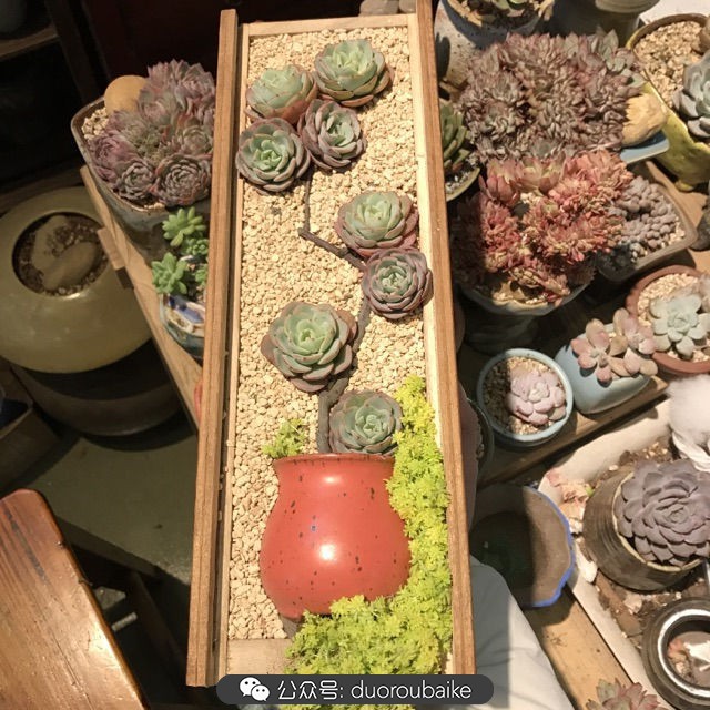 寒风中越发美丽的多肉,冬季暖阳下的多肉