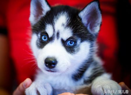 哈士奇流鼻涕怎么回事,两个多月哈士奇流脓鼻涕