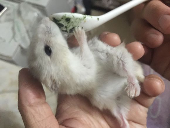 必须买的仓鼠零食,小仓鼠买东西推荐吃的主食小零食