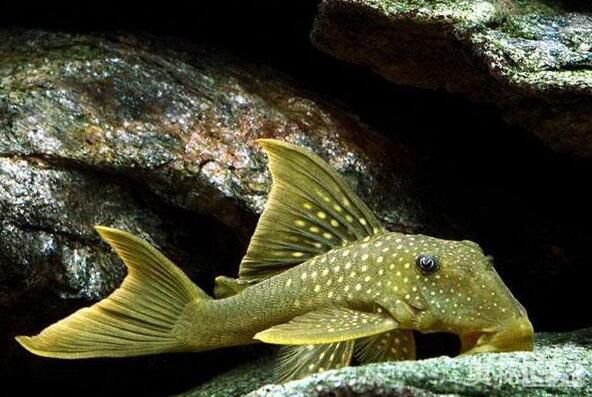 24k黄金达摩野生和人工的区别,24k黄金达摩真的有黄金吗