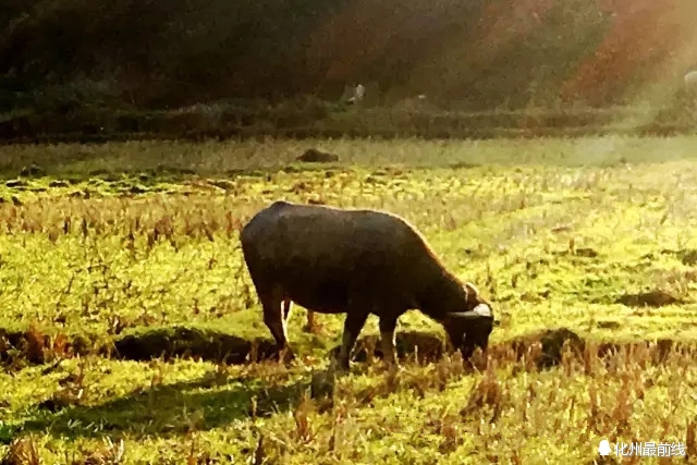 可爱的家乡电白,茂名有可爱的家乡吗