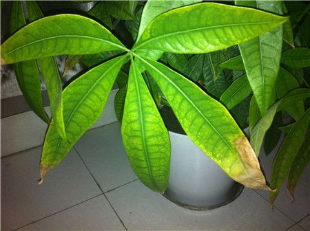 养花小窍门发财树叶子发黄怎么办,室内养的发财树叶子发黄怎么办