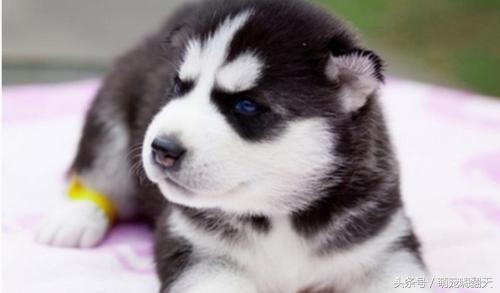 狗狗腿自己摔了一下瘸了怎么恢复,狗狗腿瘸了怎么能让它快速好起来