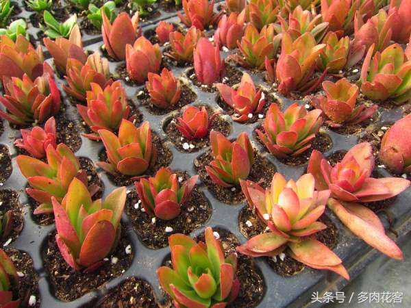 多肉植物百科资料,多肉植物繁殖的小窍门火祭繁殖