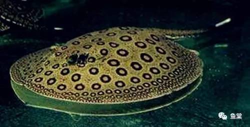 新手如何饲养龙鱼魟鱼,如何养好龙鱼跟魟鱼