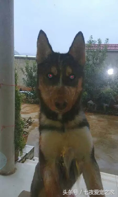 哈士奇在农村放养还是拴住,哈士奇不能养吗