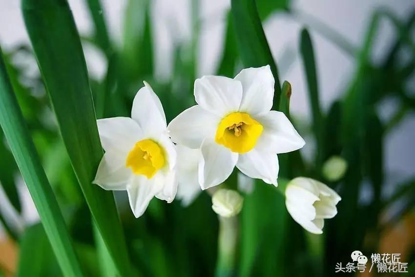 水仙花春节后怎么处理,春节为什么要养水仙花