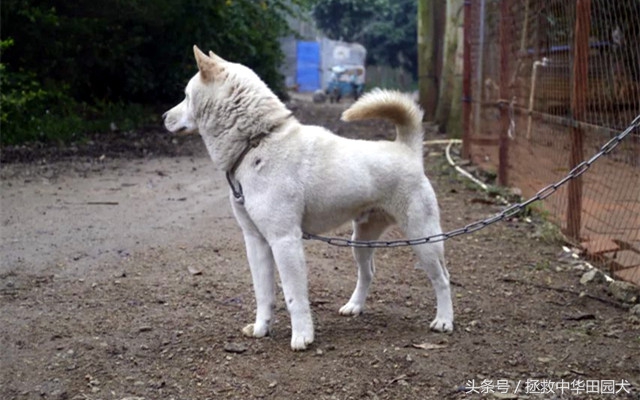 高颜值广西土猎犬,广西土猎标准身材